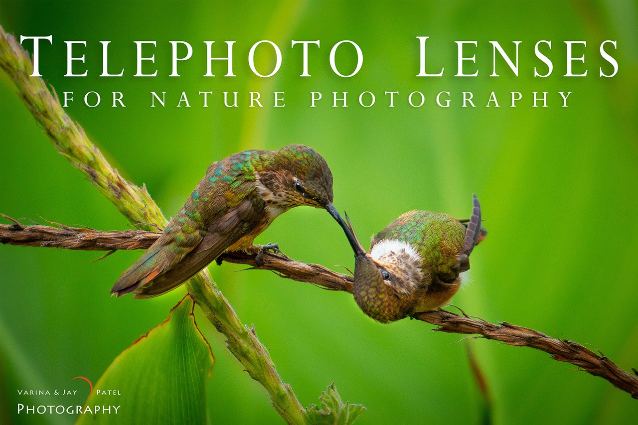 Telephoto Lenses for Nature Photography Cover by Varina Patel