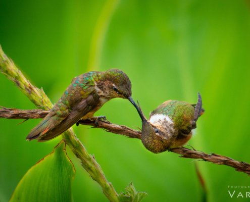 Nature Photography with Telephoto Lens from Costa Rica by Varina Patel