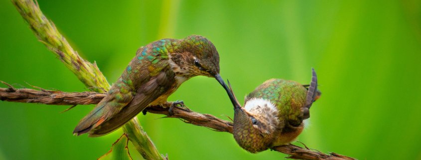 Nature Photography with Telephoto Lens from Costa Rica by Varina Patel