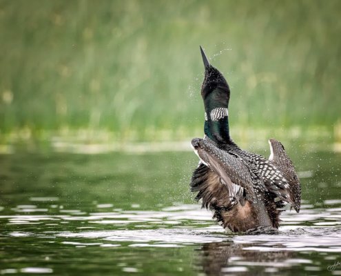 Cover for nature photography blog post about shutter speed and aperture by Jane Palmer