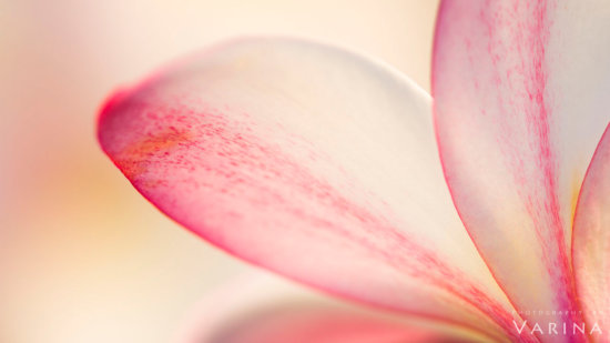 Macro Photography using f/16 Aperture Setting by Varina Patel