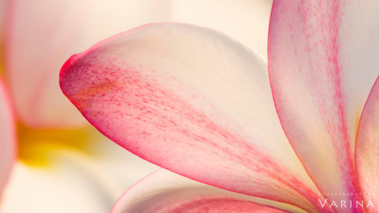 Macro Photography using f/32 Aperture Setting by Varina Patel