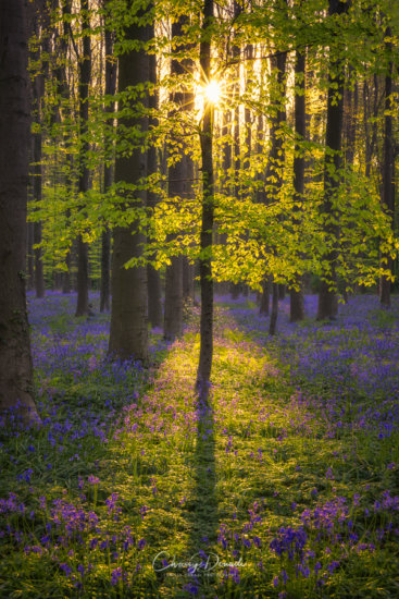 Nature and Landscape Photography of Belgium by Chrissy Donadi