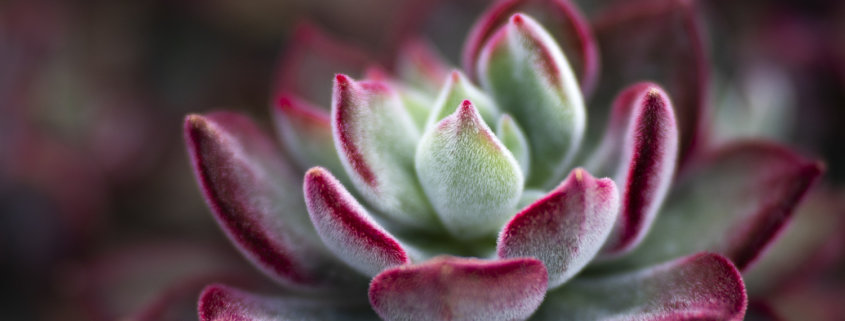 Cover for Macro Photography blog post about desert plants by Anne Belmont