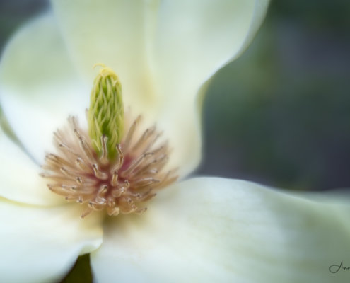 Cover for Landscape photography blog article about Lensbaby Velvet 28mm camera lens by Anne Belmont