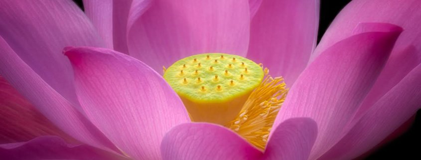 Lotus Flower Photography by Anne Belmont