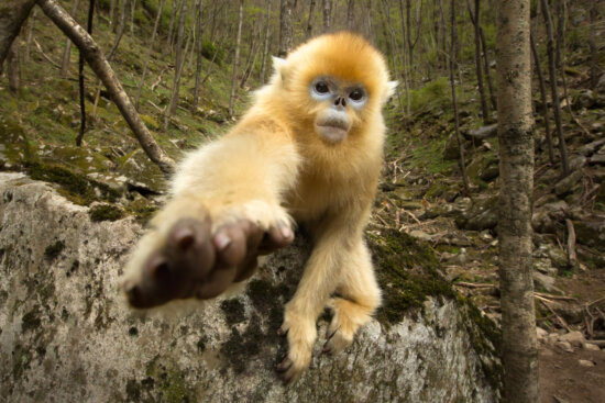 Juvenile golden snub-nosed monkey reaching out for camera captured with a normal camera lens, Qinling Mountains, China. Juvenile golden snub-nosed monkey reaching out for camera captured with a normal camera lens, Qinling Mountains, China