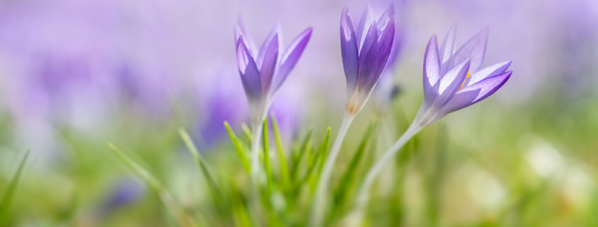 Cover for flower photography blog post about crocuses and snowdrops by Padma Inguva.