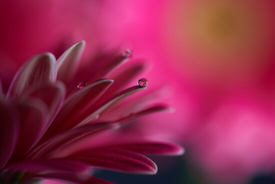 Macro photography with a water droplet on a Chrysanthemum Tranquility - Focal Length: 90mm | Camera Exposure: f6.3, 1/160s, ISO125 Macro photography with a water droplet on a plant by Peter Dam