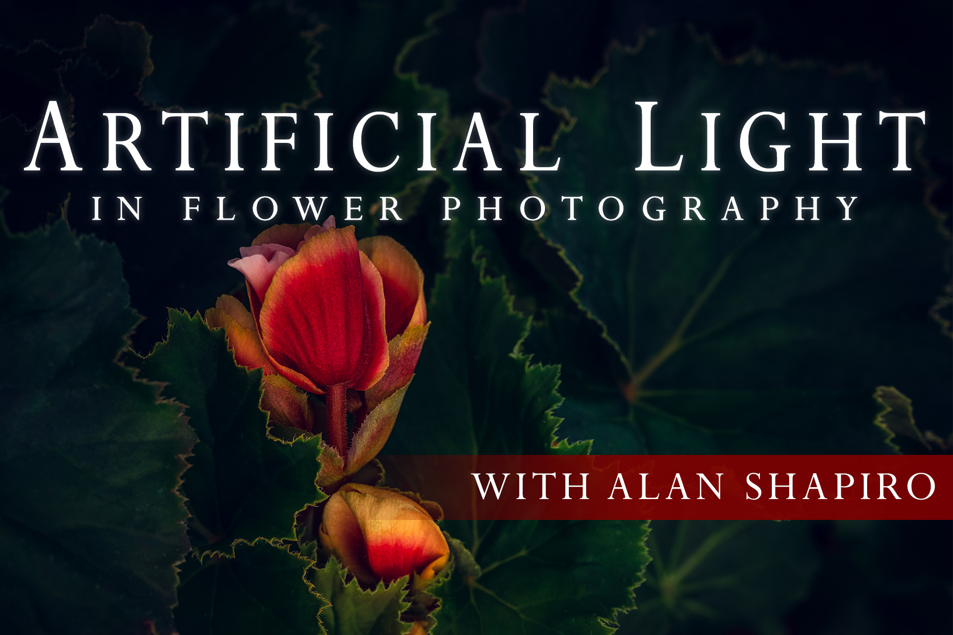 Cover for Artificial Light for Flower Photography Online Class by Alan Shapiro