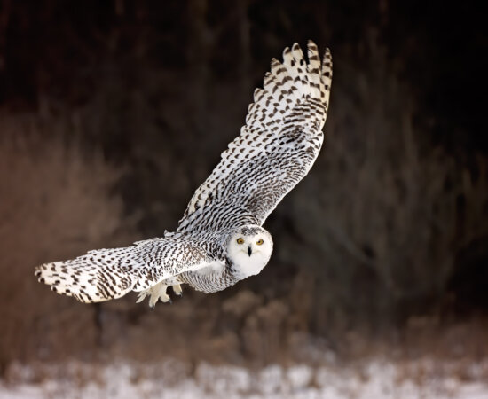 Snowy Owl in sharp focus using captured using Zone Tracking and eye autofocus lock - f8 | 1/1600s | ISO 500 Snowy Owl in sharp focus using captured using Zone Tracking and eye autofocus lock by Jane Palmer