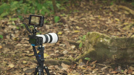Tripod & ball head setup for photographing leaf cutter Ants in Costa Rica with a telephoto lens.