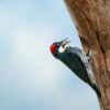 Bird photography from San Gerardo Valley, Costa Rica by Jay Patel