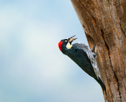 Bird photography from San Gerardo Valley, Costa Rica by Jay Patel