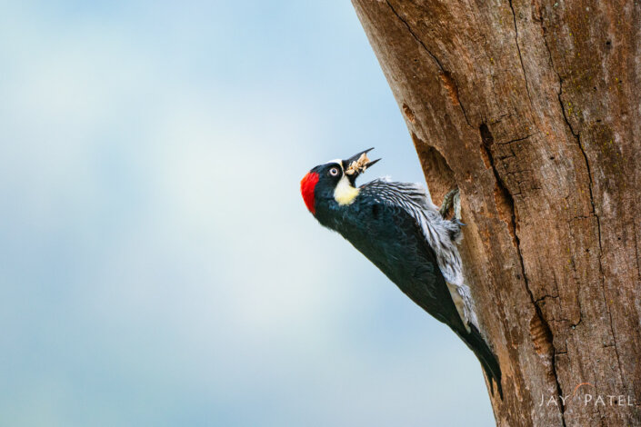 Bird photography from San Gerardo Valley, Costa Rica by Jay Patel