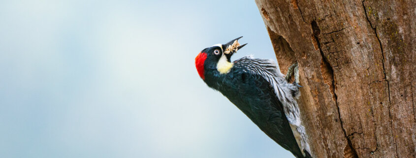 Bird photography from San Gerardo Valley, Costa Rica by Jay Patel